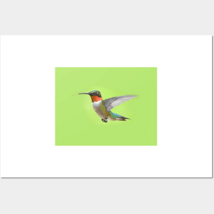 Ruby Throated Hummingbird Male Posters and Art